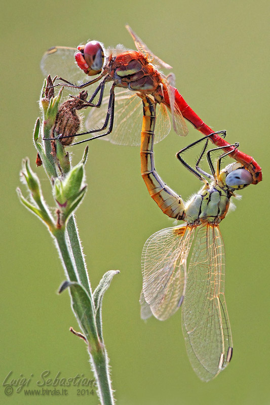 Sympetrum fonscolombii